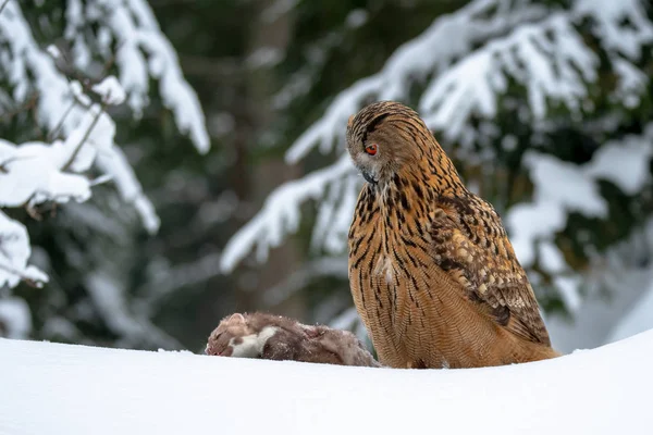 Coruja Águia Europeia Bubo Bubo Inverno Também Chamado Coruja Águia — Fotografia de Stock