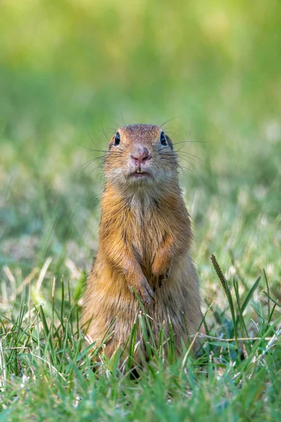 Ürge Spermophilus Citellus Más Néven Ürge Egy Faj Mókus Család — Stock Fotó