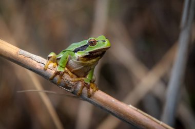 Avrupa ağaç kurbağası, Hyla arborea. Avrupa ağaç kurbağası, Avrupa, Asya ve Afrika'nın bir kısmında bulunan küçük bir ağaç kurbağasi.