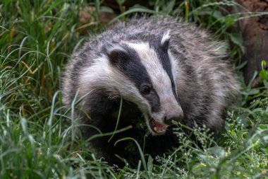 Avrupa porsuğu, meles meles. Ayrıca Avrasya porsuk veya sadece porsuk olarak da bilinir. Avrupa porsuğu Mustelidae familyasından bir porsuk türüdür ve Avrupa'nın hemen hemen tüm ve Batı Asya'nın bazı bölgelerine özgüdür..