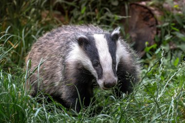 Avrupa porsuğu, meles meles. Ayrıca Avrasya porsuk veya sadece porsuk olarak da bilinir. Avrupa porsuğu Mustelidae familyasından bir porsuk türüdür ve Avrupa'nın hemen hemen tüm ve Batı Asya'nın bazı bölgelerine özgüdür..