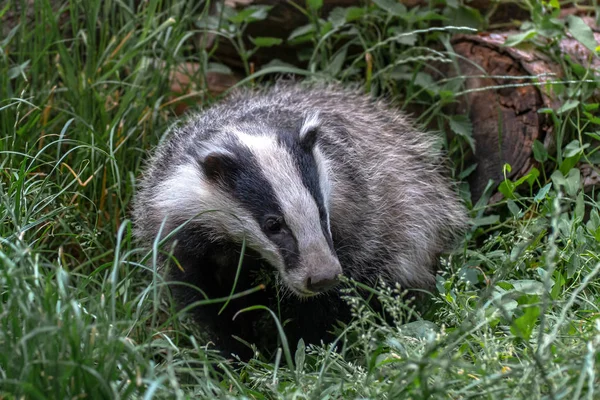 European badger, meles meles. also known as the Eurasian badger or simply badger. The European badger is a species of badger in the family Mustelidae and is native to almost all of Europe and some parts of West Asia.