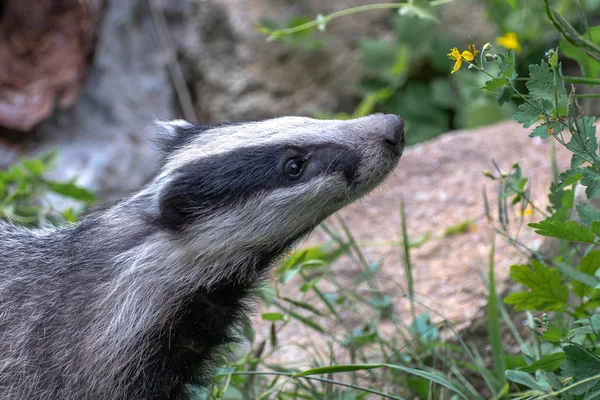 European badger, meles meles. also known as the Eurasian badger or simply badger. The European badger is a species of badger in the family Mustelidae and is native to almost all of Europe and some parts of West Asia.