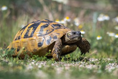Hermann'ın kaplumbağası. Testudo hermanni boettgeri. Hermann'ın kaplumbağaları güney Avrupa'dan küçük ve orta büyüklükte kaplumbağalar.. 