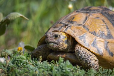 Hermann'ın kaplumbağası. Testudo hermanni boettgeri. Hermann'ın kaplumbağaları güney Avrupa'dan küçük ve orta büyüklükte kaplumbağalar.. 