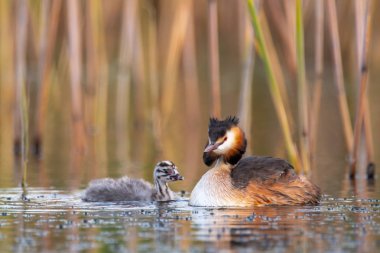 Büyük tepeli grebe, Podiceps cristatus. Yetişkin ile Genç . Büyük tepeli grebe - Podiceps cristatus su kuşlarının grebe ailesinin bir üyesidir. Tatlı su göllerinin vegetated alanlarda büyük tepeli grebe ırkları.