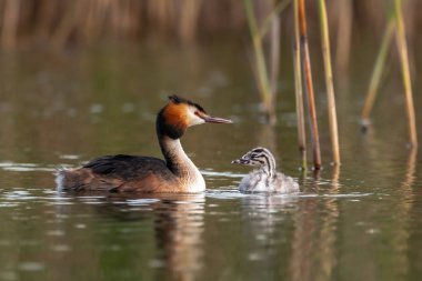 Büyük tepeli grebe, Podiceps cristatus. Yetişkin ile Genç . Büyük tepeli grebe - Podiceps cristatus su kuşlarının grebe ailesinin bir üyesidir. Tatlı su göllerinin vegetated alanlarda büyük tepeli grebe ırkları.