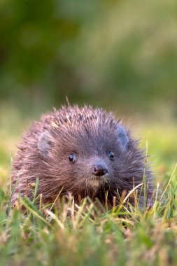 Hedgehog. Northern white-breasted hedgehog - Erinaceus roumanicus clipart