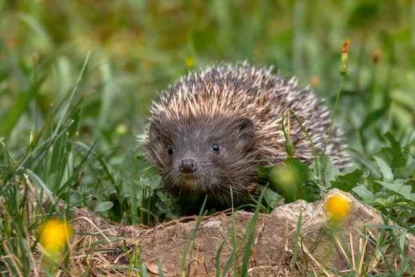 Hedgehog Northern White Breasted Hedgehog Erinaceus Roumanicus — Stock Photo, Image