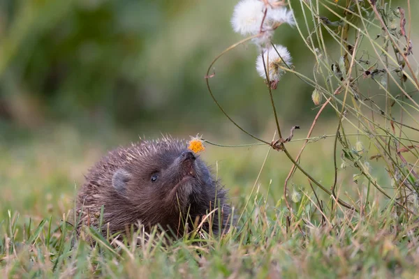 ハリネズミ 北部白い胸のハリネズミ エリナセウス ルマニカス — ストック写真