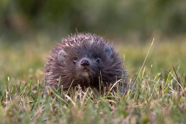 ハリネズミ 北部白い胸のハリネズミ エリナセウス ルマニカス — ストック写真