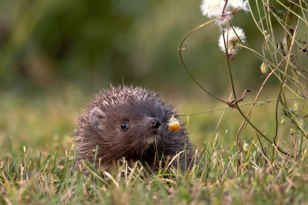 ハリネズミ 北部白い胸のハリネズミ エリナセウス ルマニカス — ストック写真