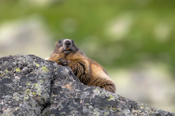 Alpine Marmot Marmota Marmota High Tatras 斯洛伐克 — 图库照片