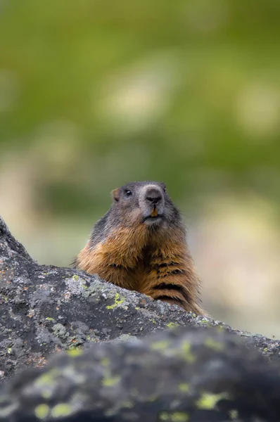 Świstak Alpejski Marmota Marmota Tatry Wysokie Słowacja — Zdjęcie stockowe