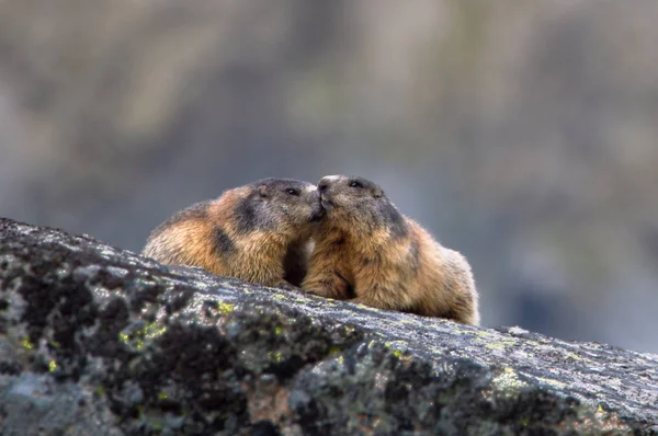 Alpesi Mormota Marmota Marmota Magas Tátra Szlovákia — Stock Fotó