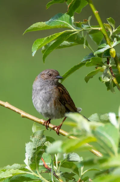 Dunnockiin Dunnock Prunella Modularis Pieni Ohikulkija Tai Kyydissä Lintu Löytyy — kuvapankkivalokuva