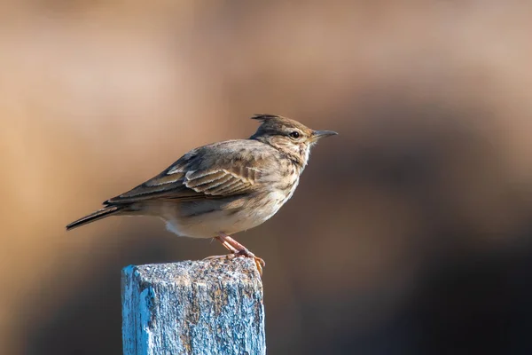 Alouette Crête Galerida Cristata Alouette Huppée Est Oiseau Chanteur — Photo