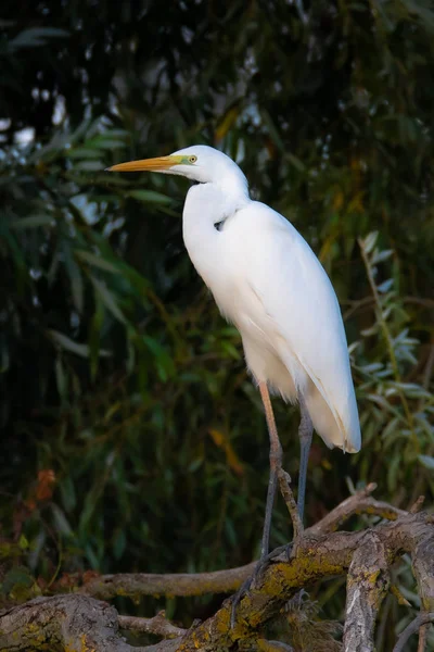 Silberreiher Ardea Alba Auch Als Silberreiher Silberreiher Oder Silberreiher Bekannt — Stockfoto