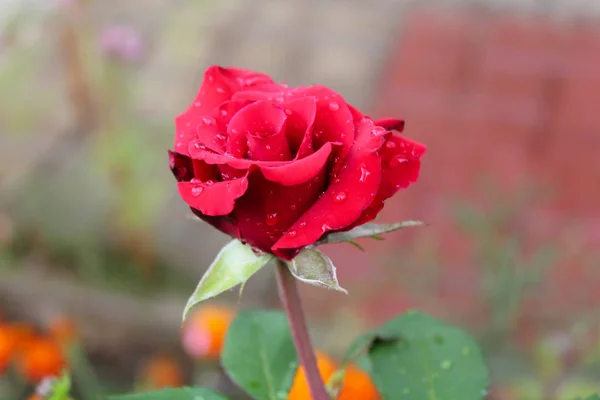 Rosa vermelha florescendo no jardim — Fotografia de Stock