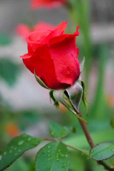 Red rose blossoming in the garden