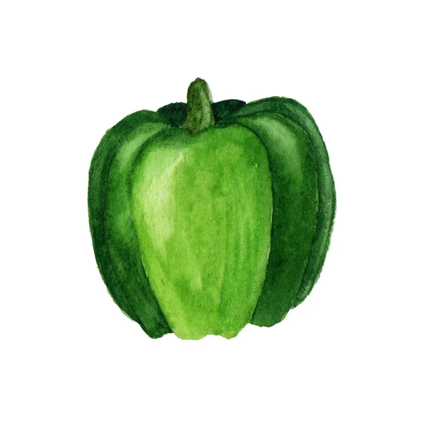 Ilustración de acuarela de pimiento verde aislada sobre fondo blanco — Foto de Stock