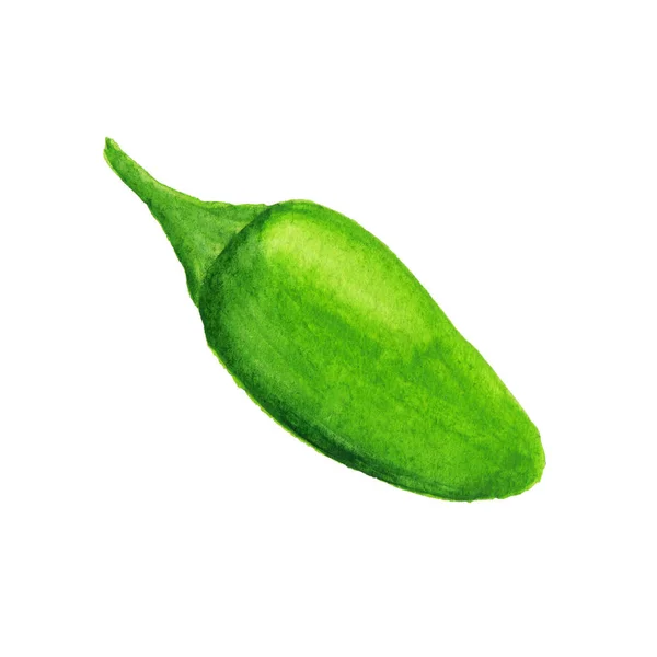 Green jalapeno pepper watercolor illustration — Stock Photo, Image