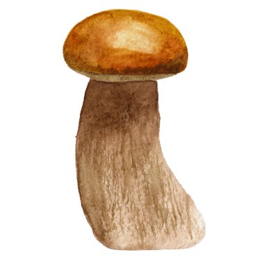 Suluboya mantar illüstrasyon beyaz arka plan izole