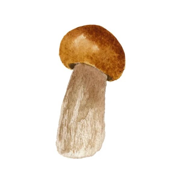 Ilustração cogumelo aquarela isolado no fundo branco — Fotografia de Stock