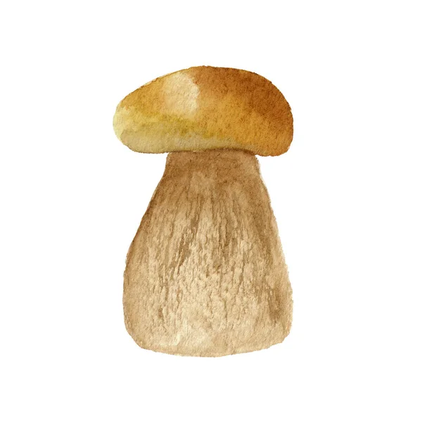 Watercolor mushroom illustration isolated on white background — Stock Photo, Image