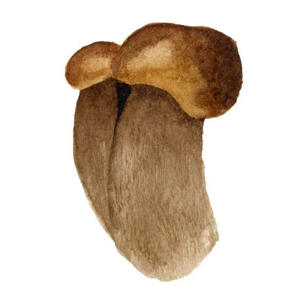 Akwarela grzyb ilustracja na białym tle — Zdjęcie stockowe