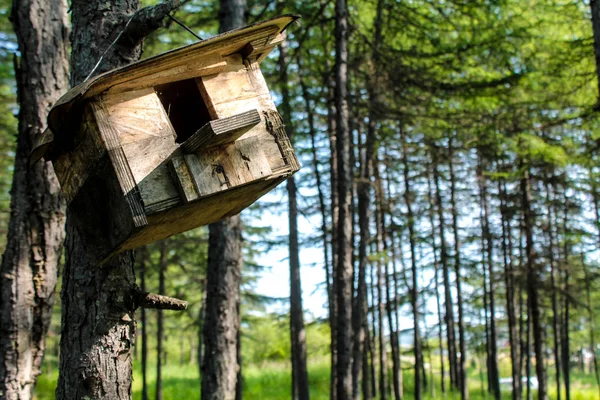 Futterhäuschen aus Holz hängt im Baum — Stockfoto