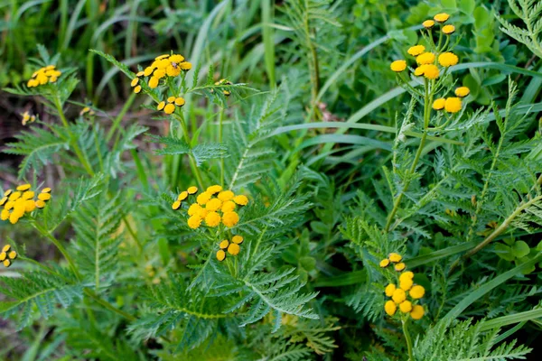 Fiori tanaceto giallo sullo sfondo verde brillante — Foto Stock