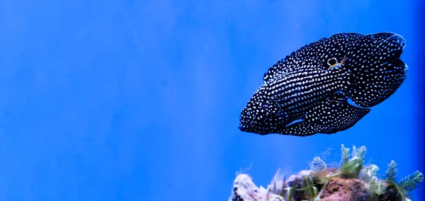 Θαλάσσιο φόντο με ψάρια κοραλλιογενή ύφαλο και χώρο αντιγραφής για κείμενο — Φωτογραφία Αρχείου