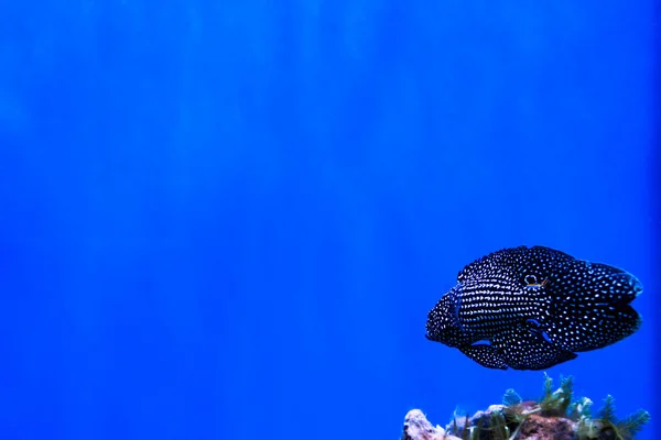 Meereshintergrund mit Korallenrifffischen und Kopierplatz für Text — Stockfoto