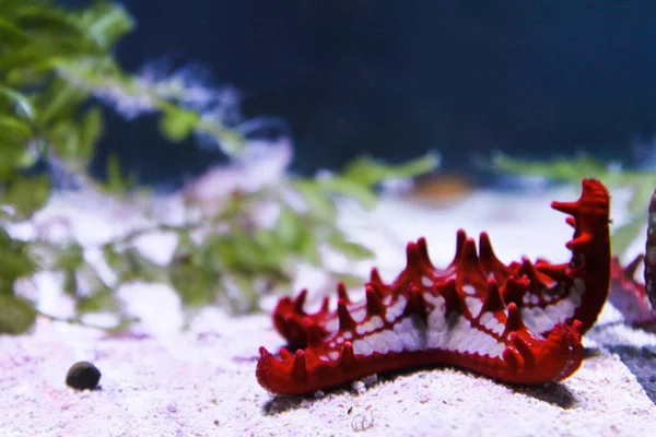 Meeresgrund von roten Seesternen, die auf dem Sand liegen, mit Kopierplatz für Text — Stockfoto