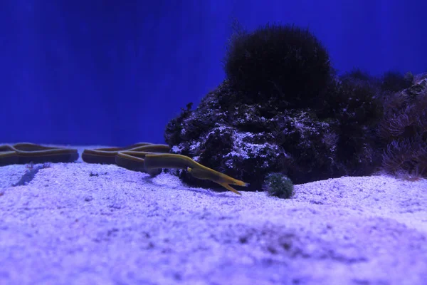 Meeresgrund mit wütenden gelben Aalen, Riffen und lebenden Korallen mit Kopierplatz für Text — Stockfoto