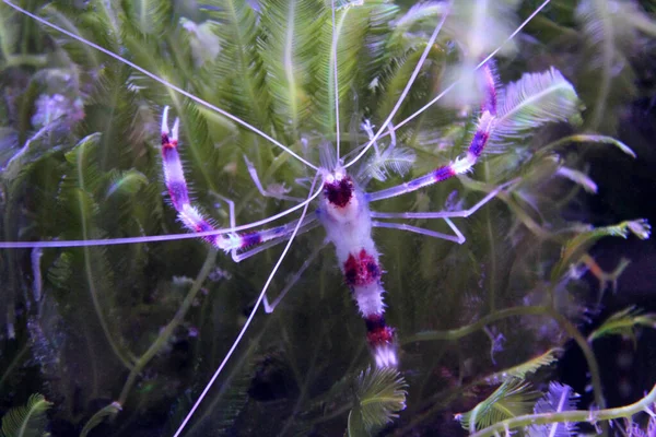Gebänderte Korallen oder Putzergarnelen auf dem Meeresboden kriechen die Algen — Stockfoto