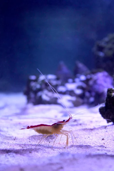 Vertikale marine Hintergrund mit kleinen Garnelen zu Fuß auf dem Meeresgrund — Stockfoto