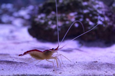 Deniz tabanında yürüyen küçük karideslerle donatılmış.