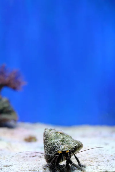 Fond marin vertical avec drôle petit crabe ermite regardant la caméra. Récifs en arrière-plan. Espace de copie pour le texte — Photo