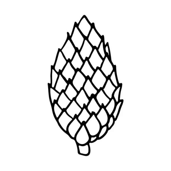 Vektorový ručně kreslený obrys kužele borovice nebo jedle — Stockový vektor