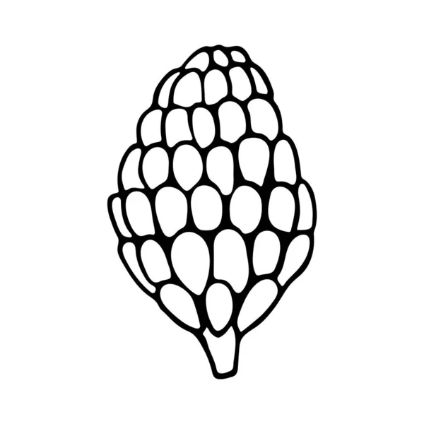 Illustration vectorielle dessinée à la main du pin ou du cône de sapin — Image vectorielle