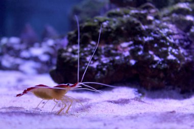 Deniz tabanında yürüyen küçük karideslerle donatılmış.