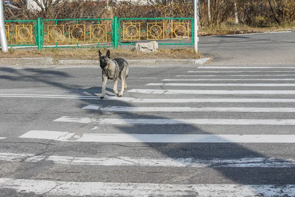 Tek başına yaya geçidinden geçen başıboş bir köpek.