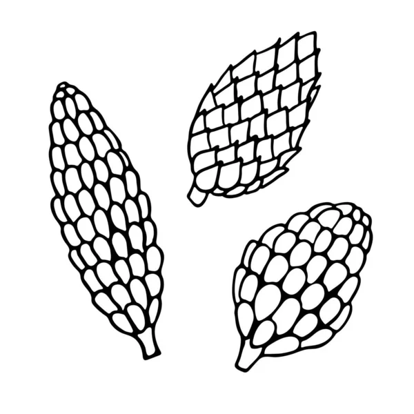 Illustration vectorielle dessinée à la main du jeu de cônes de pin ou de sapin — Image vectorielle