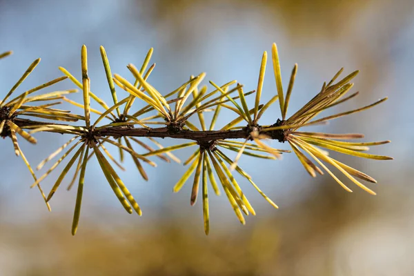 Branche de mélèze avec aiguilles gros plan macro photographie — Photo