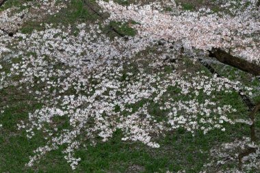 Tokyo 'daki Chidorigafuchi parkında kiraz çiçekleri açıyor.