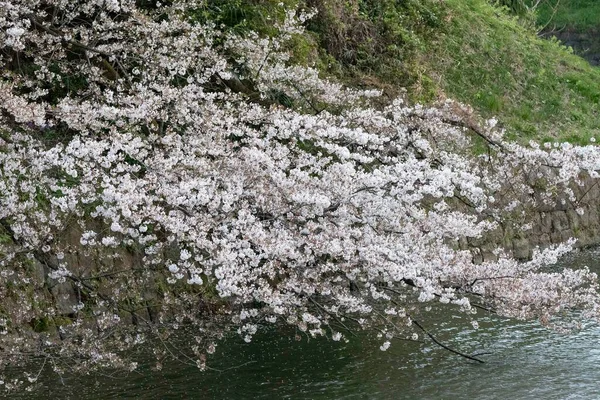 Körsbärsblommor Blommar Chidorigafuchi Park Tokyo — Stockfoto