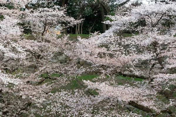 Tokyo Daki Chidorigafuchi Parkında Kiraz Çiçekleri Açıyor — Stok fotoğraf