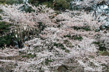 Tokyo 'daki Chidorigafuchi parkında kiraz çiçekleri açıyor.